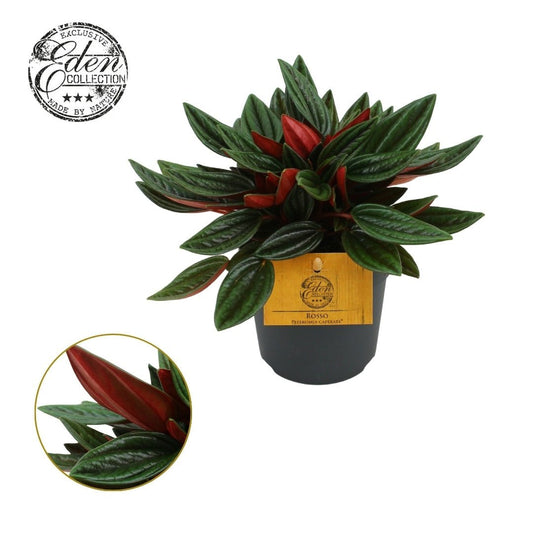 Peperomia 12cm Rosso - Green Plant The Horti House