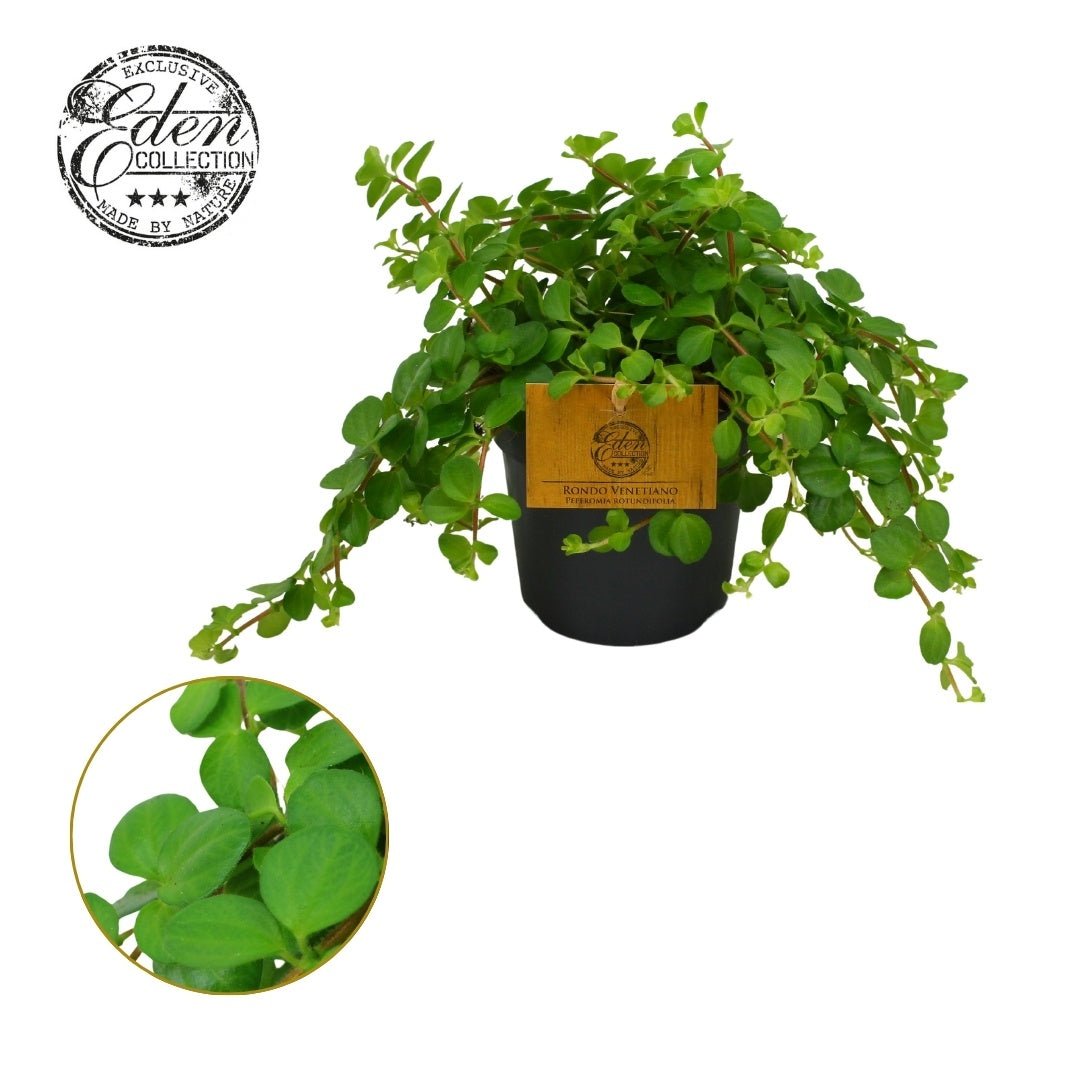 Peperomia 12cm Rotundifolia - Green Plant The Horti House