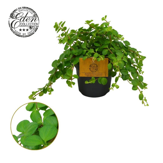 Peperomia 12cm Rotundifolia - Green Plant The Horti House