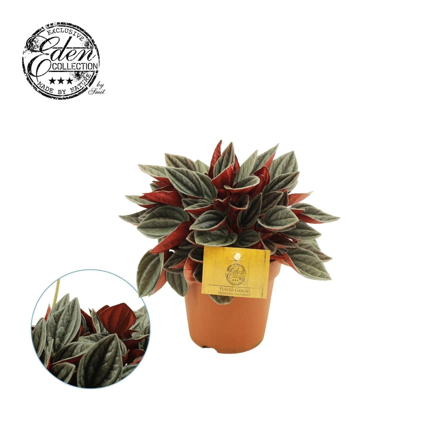 Peperomia 12cm Santorini - Green Plant The Horti House