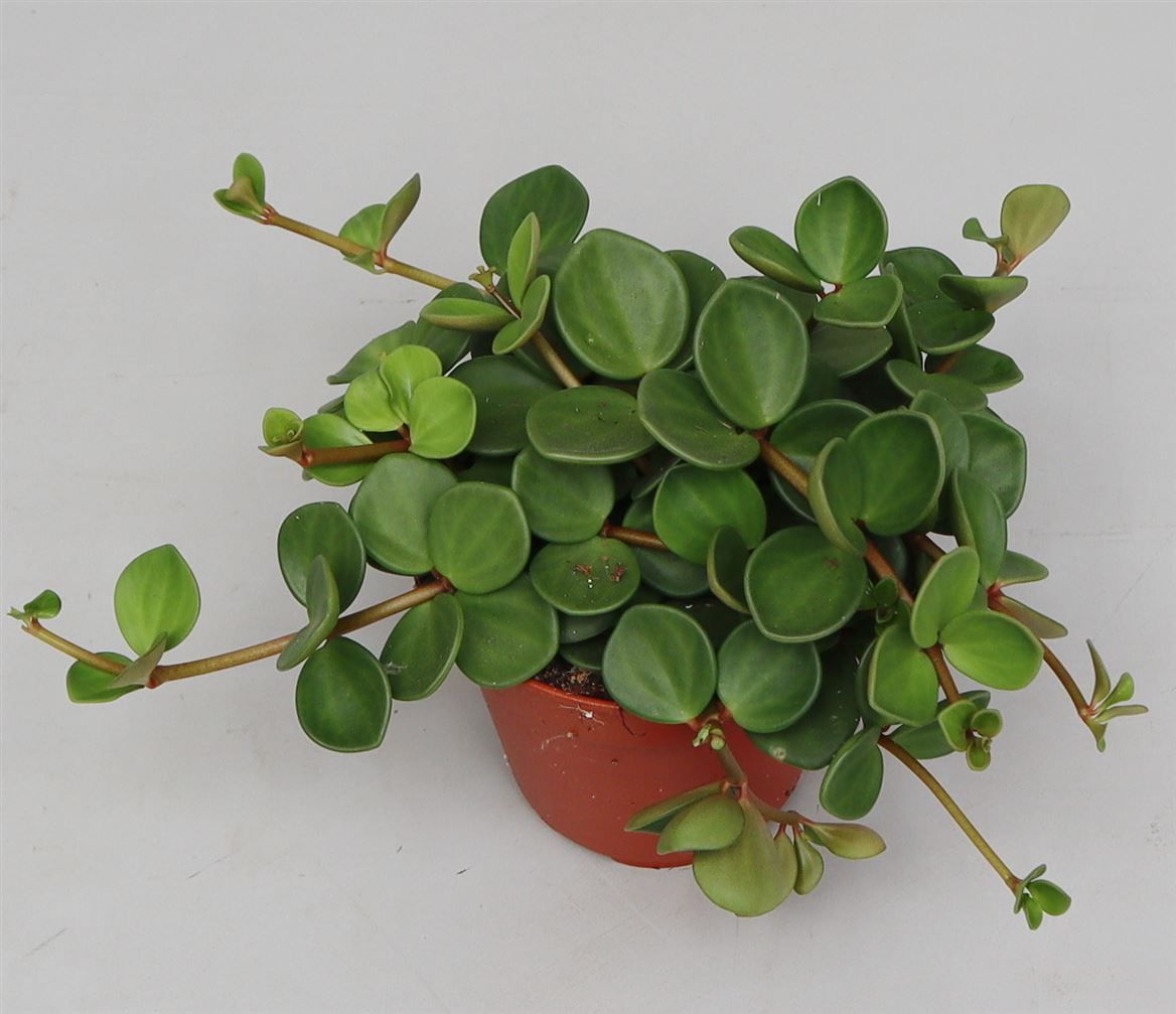 Peperomia 14cm Hope - Green Plant The Horti House