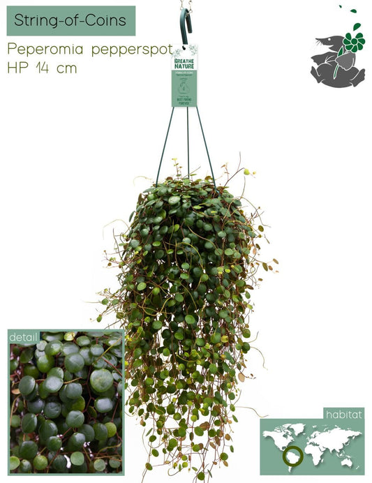 Peperomia 14cm Pepperspot - Green Plant The Horti House