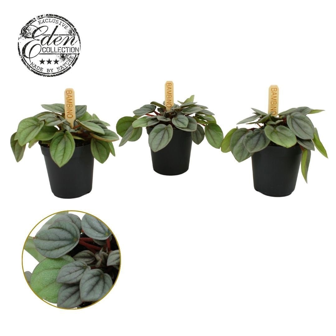 Peperomia 5.5cm Milano - Green Plant The Horti House