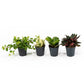 Peperomia 5.5cm Mix - Green Plant The Horti House
