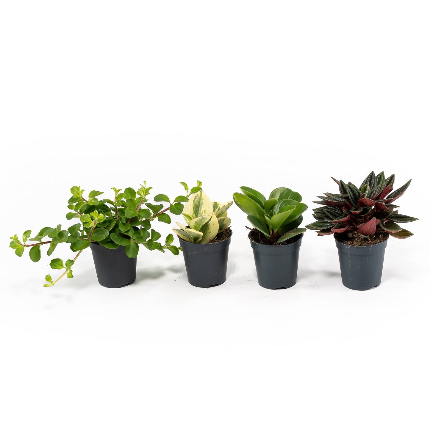 Peperomia 5.5cm Mix - Green Plant The Horti House