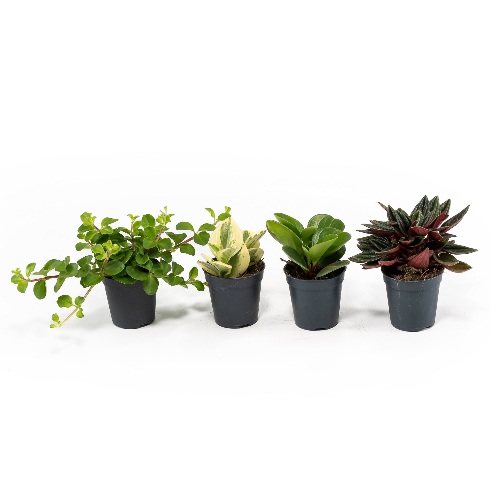 Peperomia 5.5cm Mix - Green Plant The Horti House