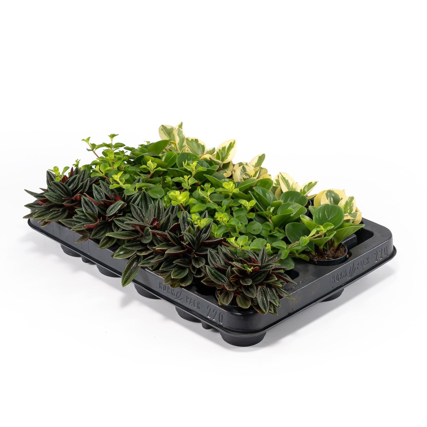 Peperomia 5.5cm Mix - Green Plant The Horti House