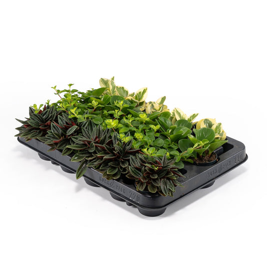 Peperomia 5.5cm Mix - Green Plant The Horti House