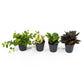 Peperomia 5.5cm Mix - Green Plant The Horti House