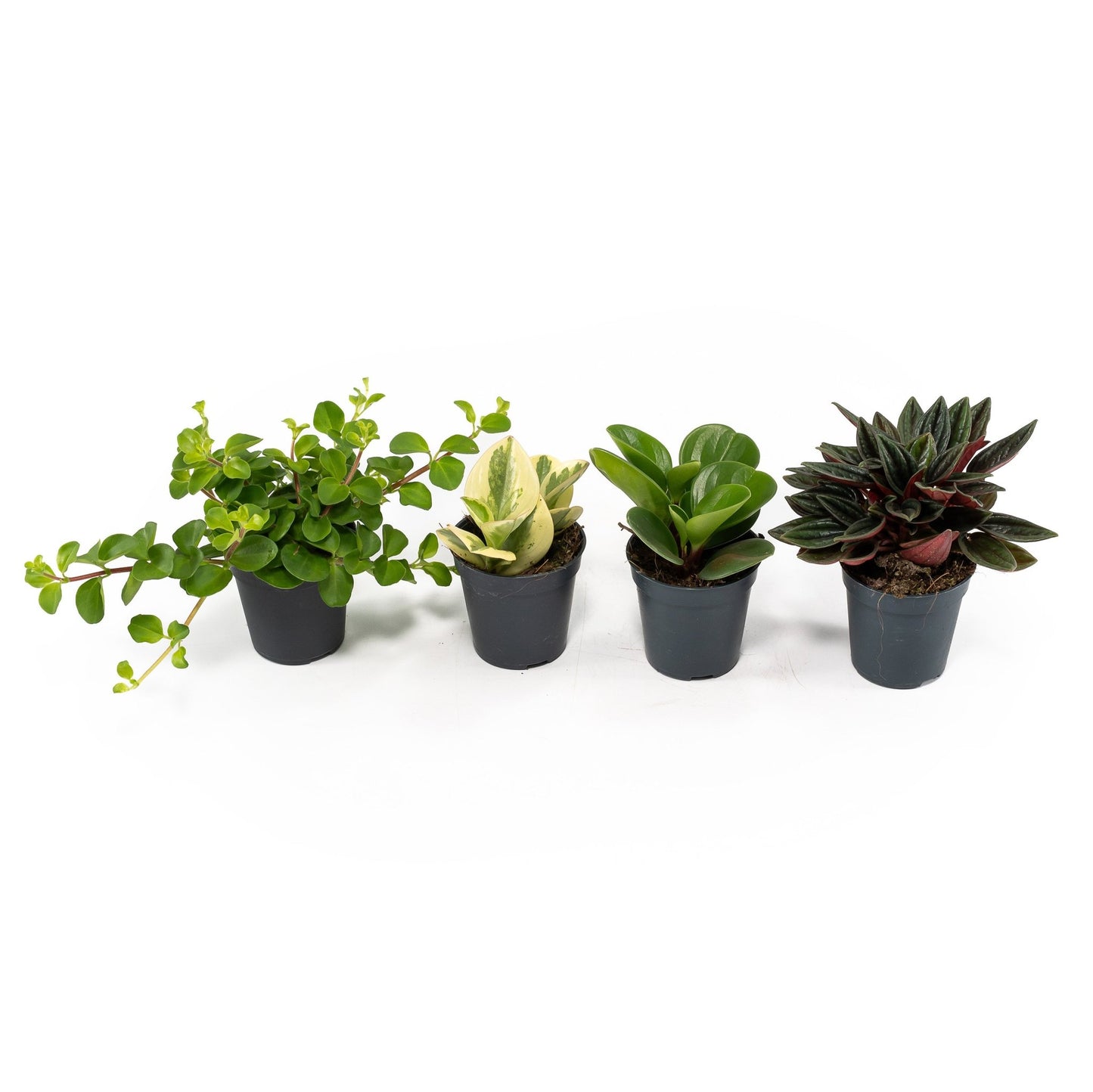 Peperomia 5.5cm Mix - Green Plant The Horti House