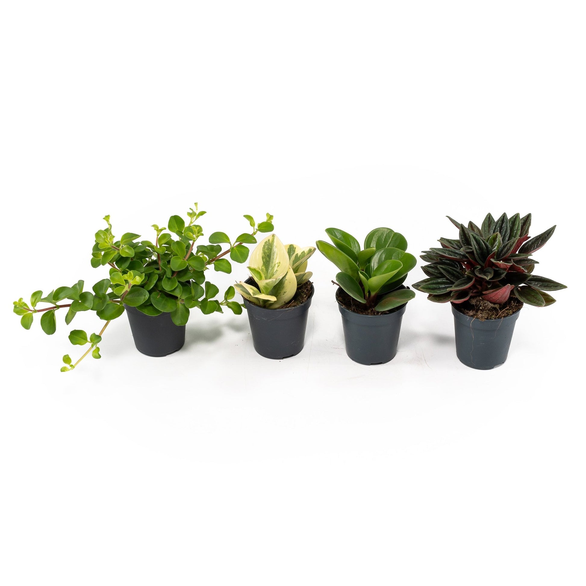 Peperomia 5.5cm Mix - Green Plant The Horti House