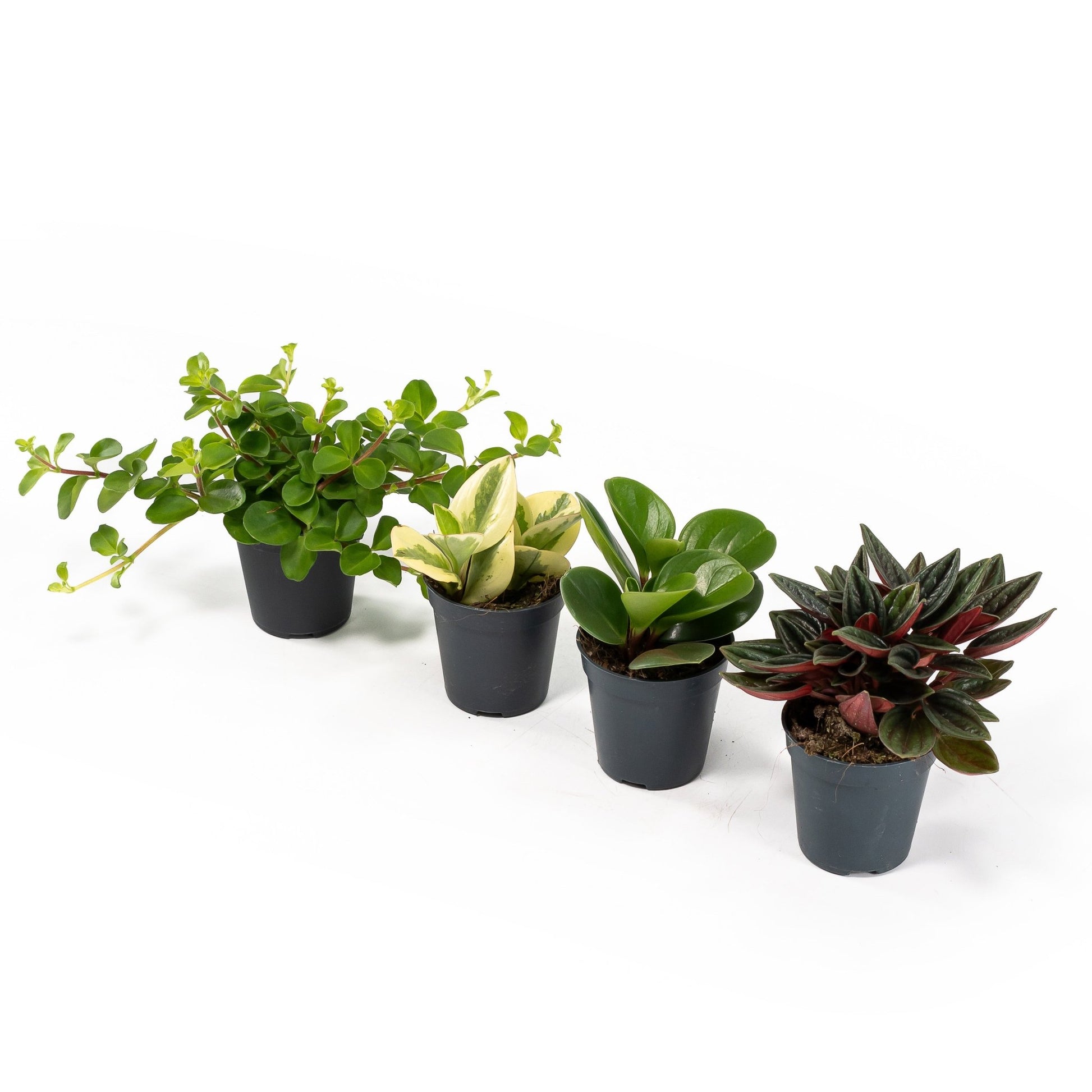 Peperomia 5.5cm Mix - Green Plant The Horti House