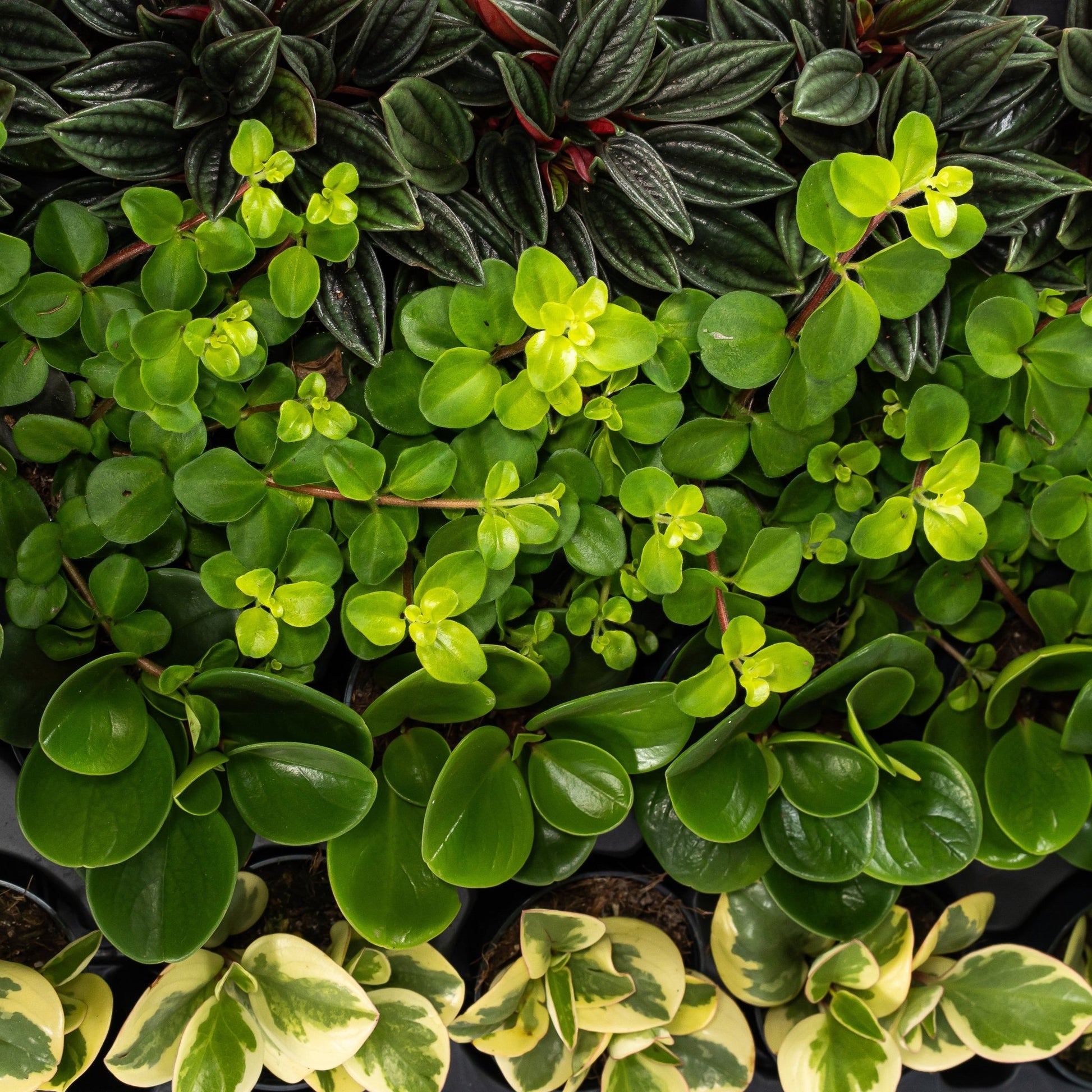 Peperomia 5.5cm Mix - Green Plant The Horti House