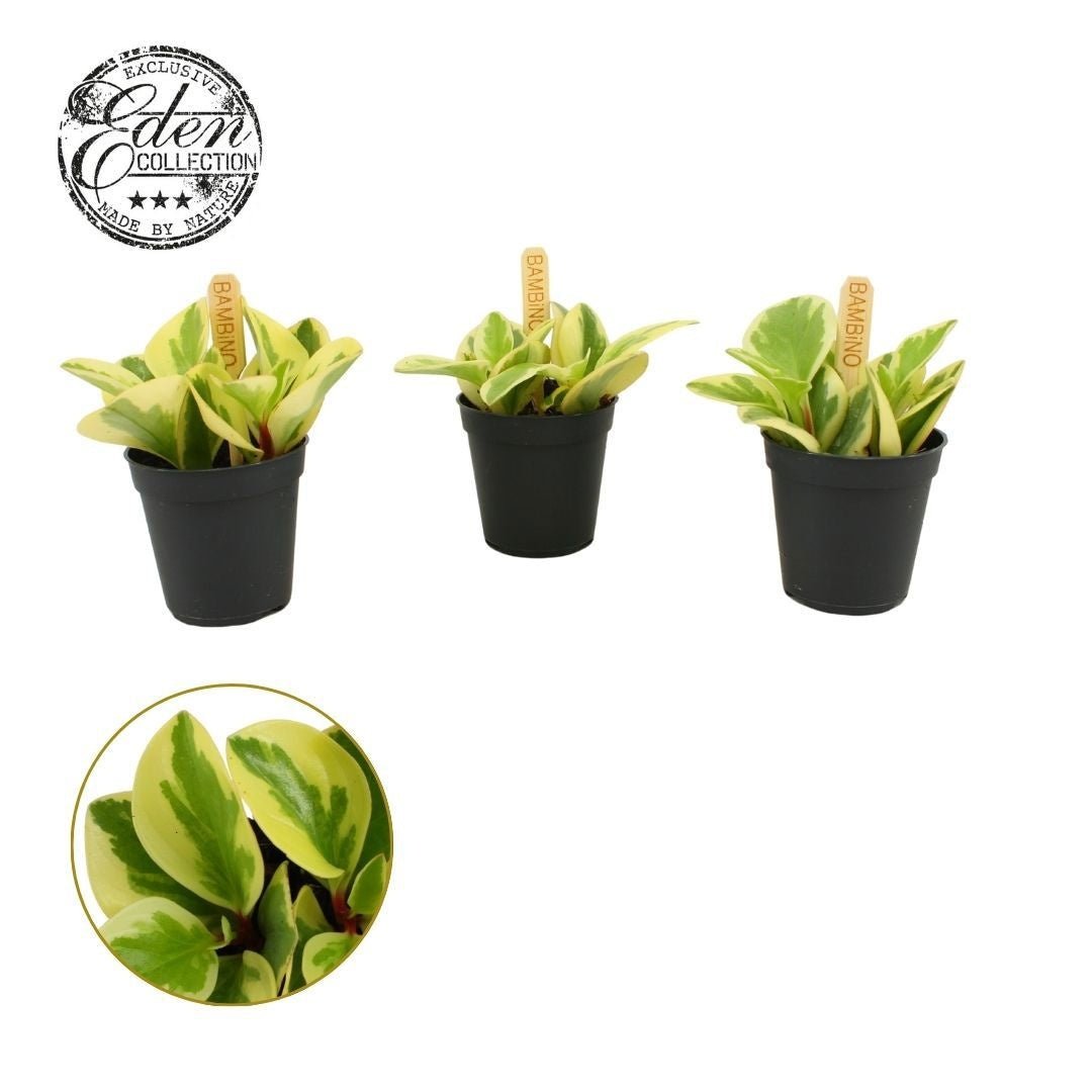 Peperomia 5.5cm Obtusifolia Bicolor - Green Plant The Horti House