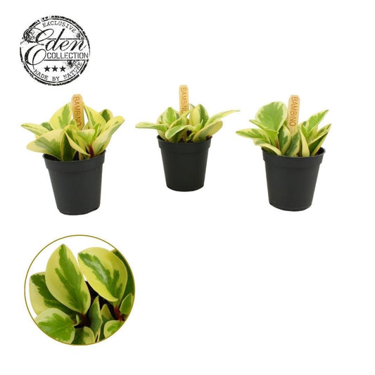 Peperomia 5.5cm Obtusifolia Bicolor - Green Plant The Horti House
