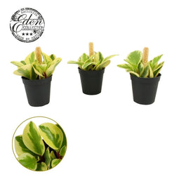 Peperomia 5.5cm Obtusifolia Bicolor - Green Plant The Horti House