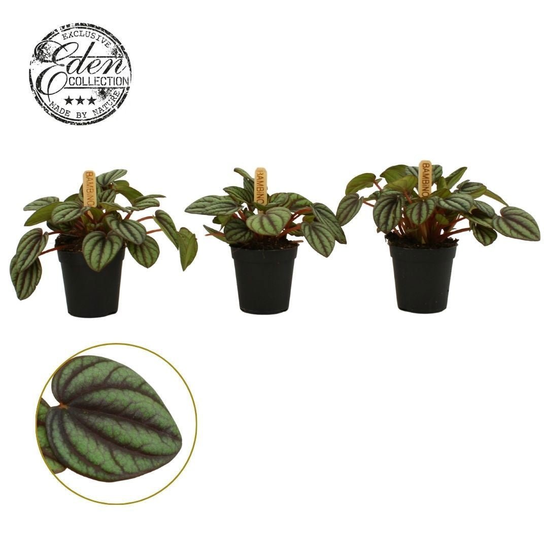 Peperomia 5.5cm Picolo Banda - Green Plant The Horti House