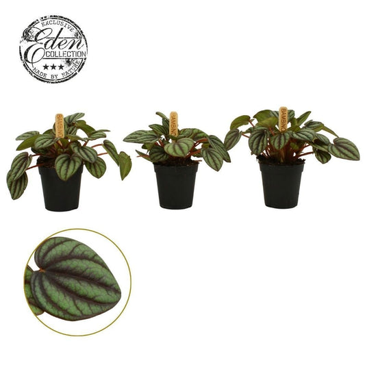 Peperomia 5.5cm Picolo Banda - Green Plant The Horti House