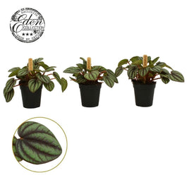 Peperomia 5.5cm Picolo Banda - Green Plant The Horti House
