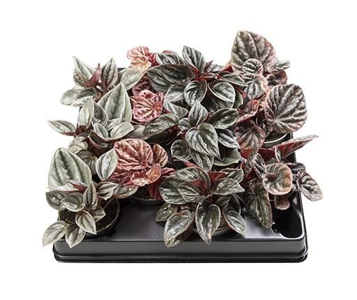 Peperomia 6cm Caperata Mix - Green Plant The Horti House