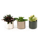 Peperomia 6cm Mix in Cambridge - Green Plant The Horti House