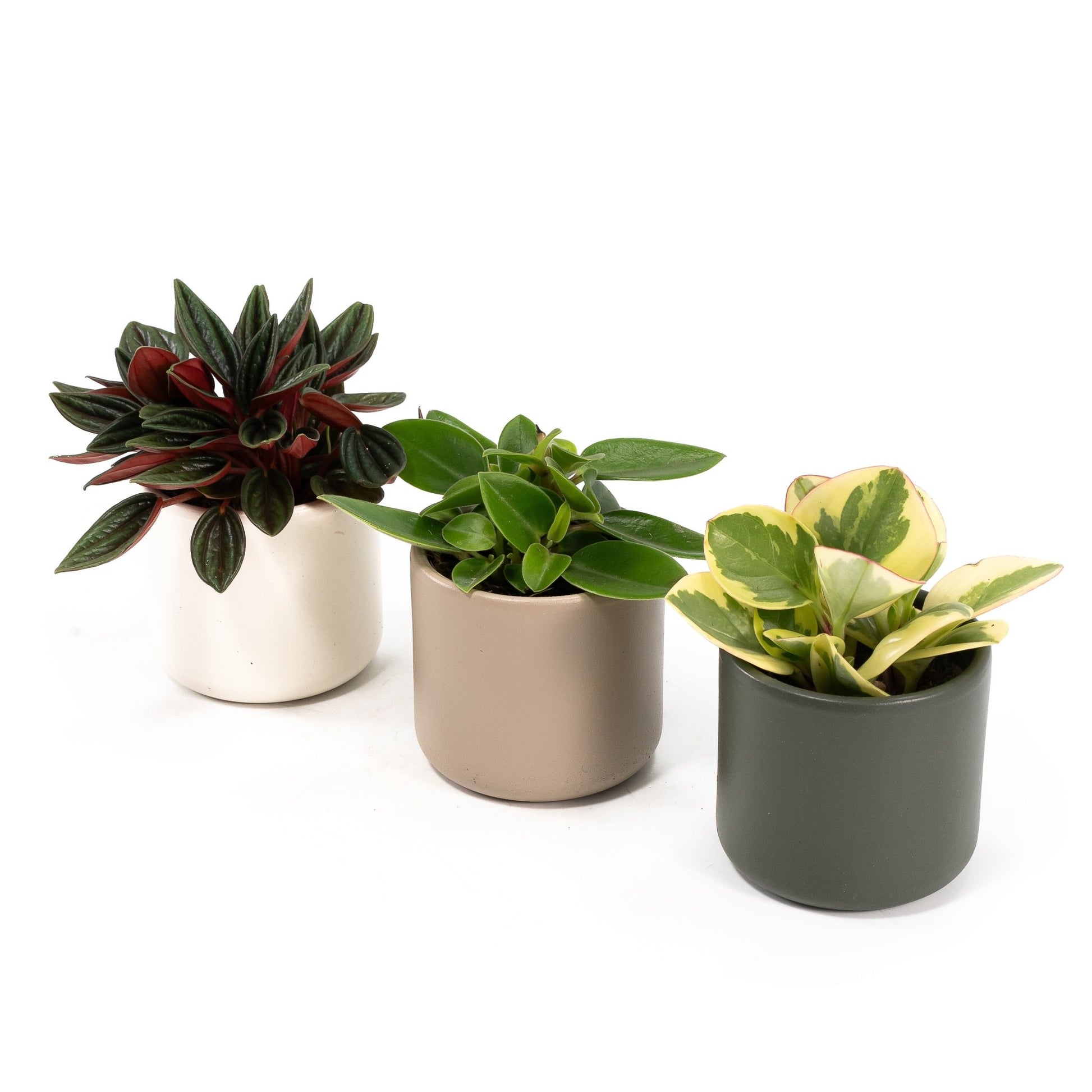 Peperomia 6cm Mix in Cambridge - Green Plant The Horti House