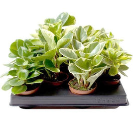Peperomia 6cm Obtusifolia Mix - Green Plant The Horti House