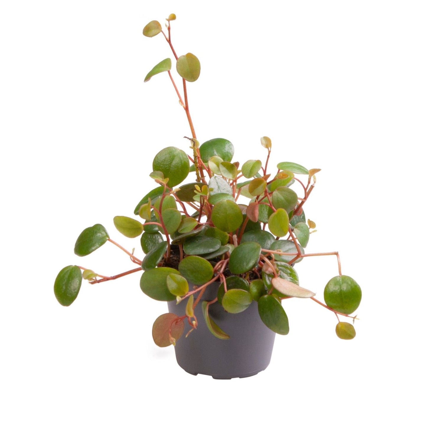 Peperomia 6cm Pepperspot - Green Plant The Horti House