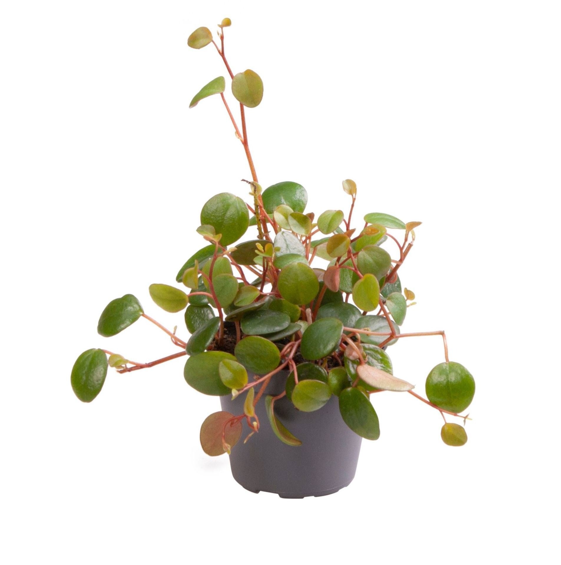 Peperomia 6cm Pepperspot - Green Plant The Horti House