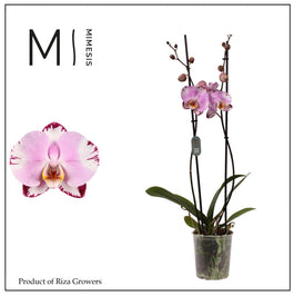 Phalaenopsis 12cm Art Nouveau - Green Plant The Horti House