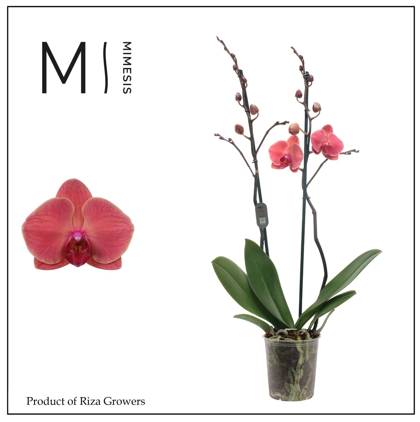 Phalaenopsis 12cm Asian Coral - Green Plant The Horti House