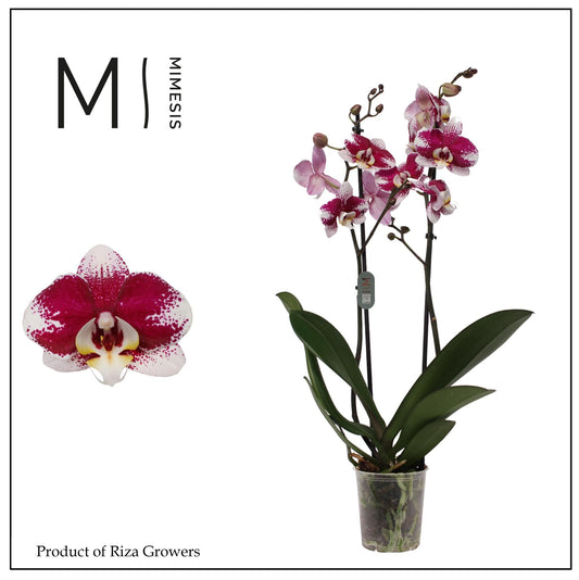 Phalaenopsis 12cm Barcellona - Green Plant The Horti House