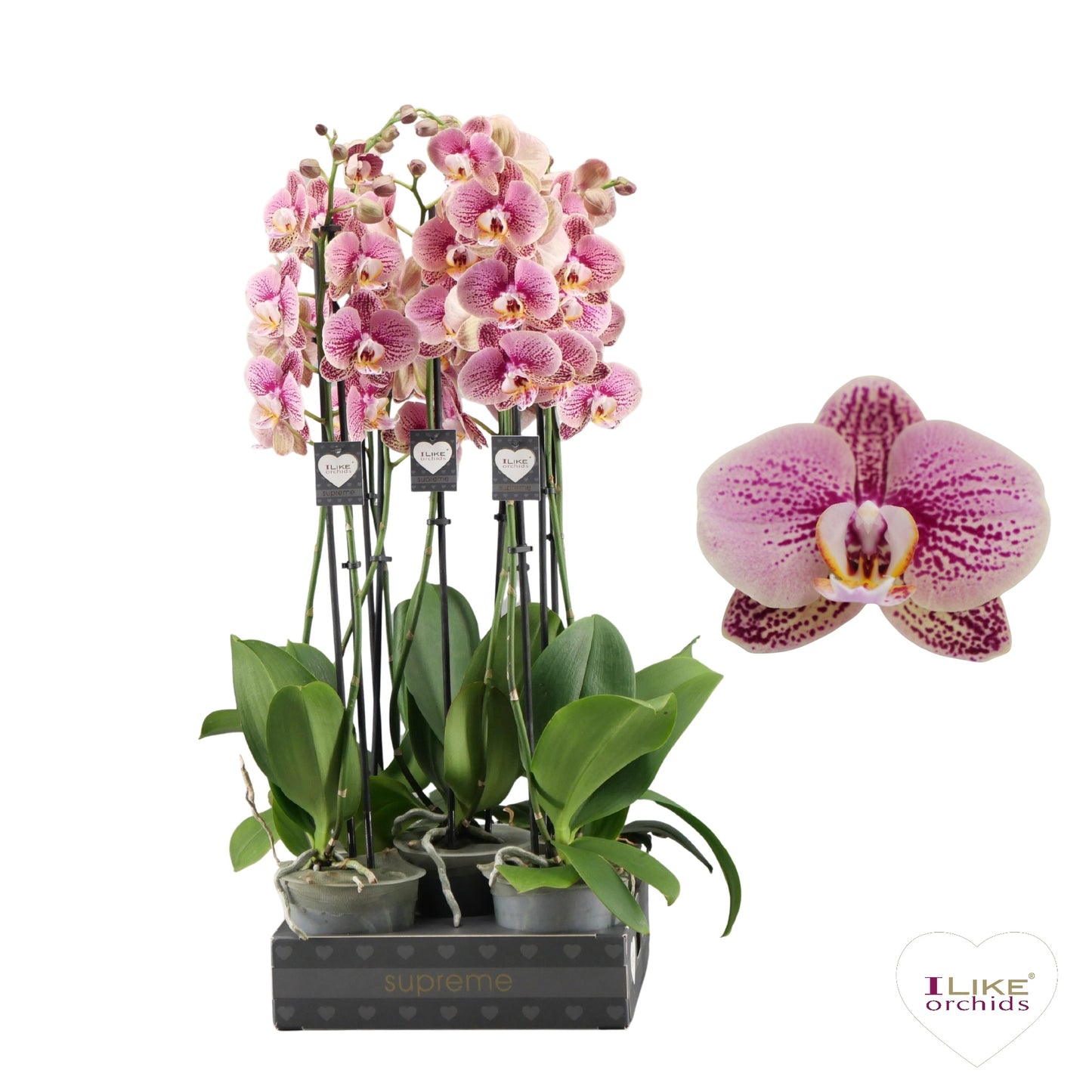 Phalaenopsis 12cm Berger - Green Plant The Horti House