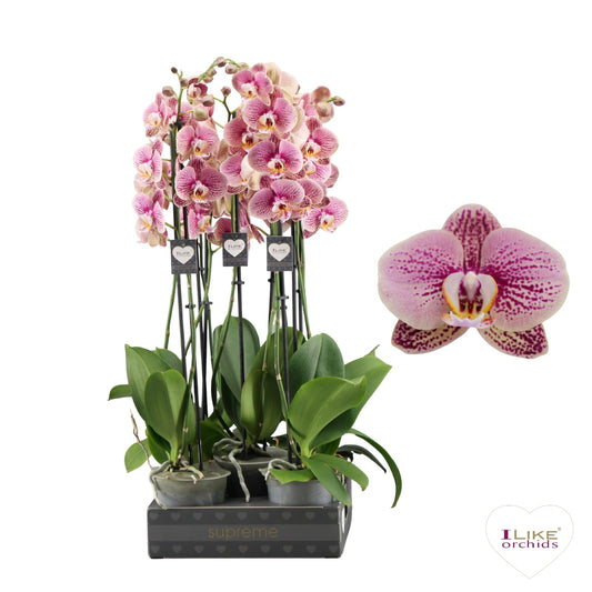 Phalaenopsis 12cm Berger - Green Plant The Horti House