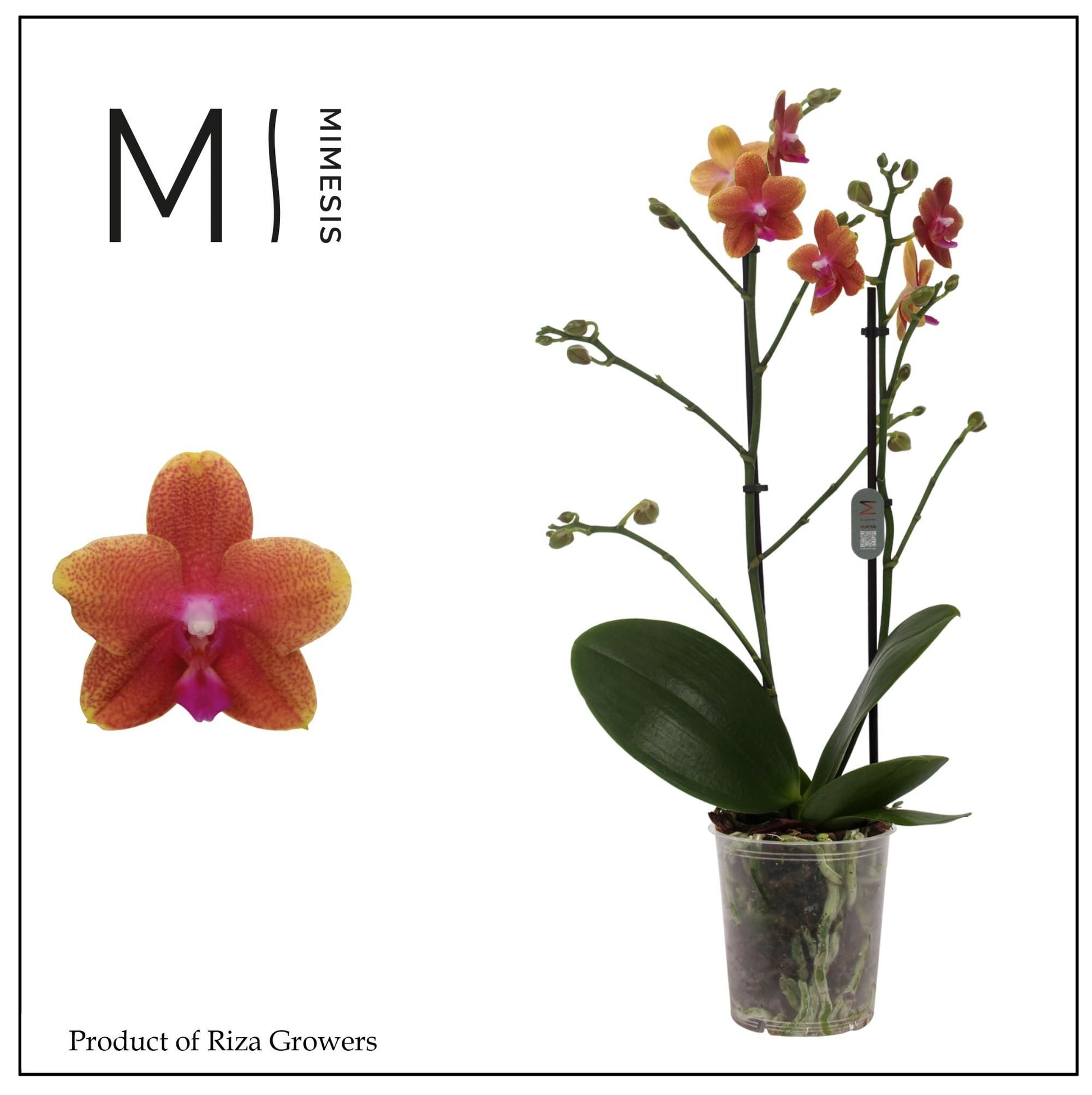 Phalaenopsis 12cm Bolgheri - Green Plant The Horti House