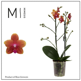 Phalaenopsis 12cm Bolgheri - Green Plant The Horti House