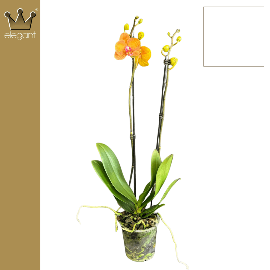 Phalaenopsis 12cm Bologna - Green Plant The Horti House