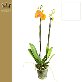 Phalaenopsis 12cm Bologna - Green Plant The Horti House