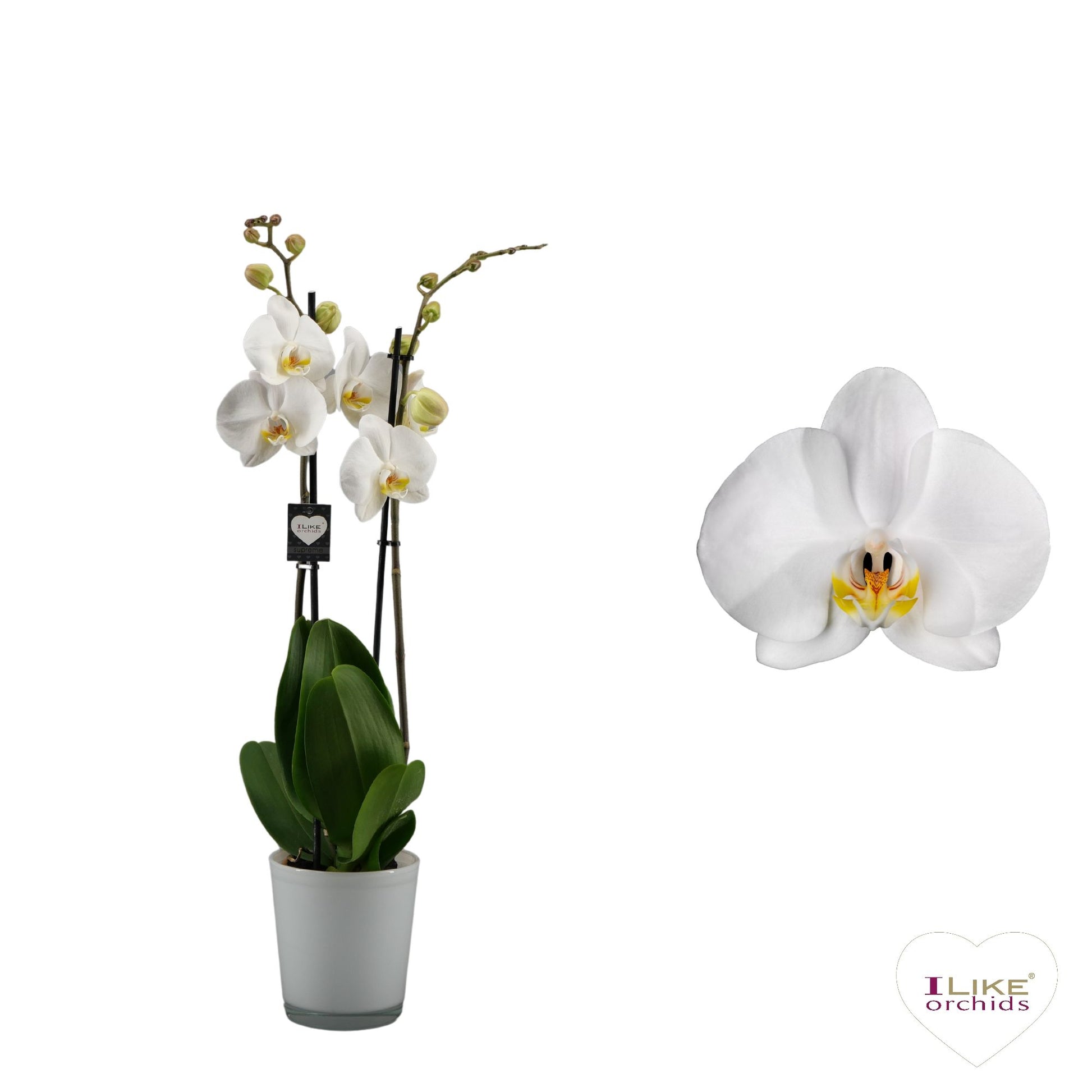 Phalaenopsis 12cm Cambridge - Green Plant The Horti House