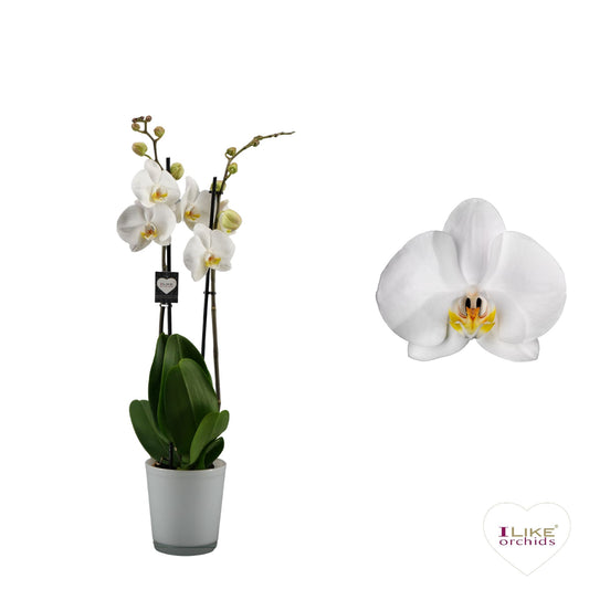 Phalaenopsis 12cm Cambridge - Green Plant The Horti House