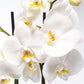 Phalaenopsis 12cm Cambridge - Green Plant The Horti House
