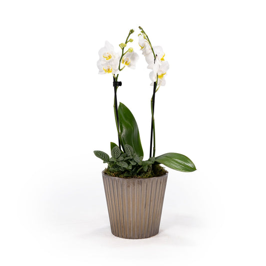 Phalaenopsis Twin Stem in 12cm Christmas Planter - Orchid The Horti House