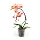 Phalaenopsis 12cm Eclipse Mixed Colours - Orchid The Horti House