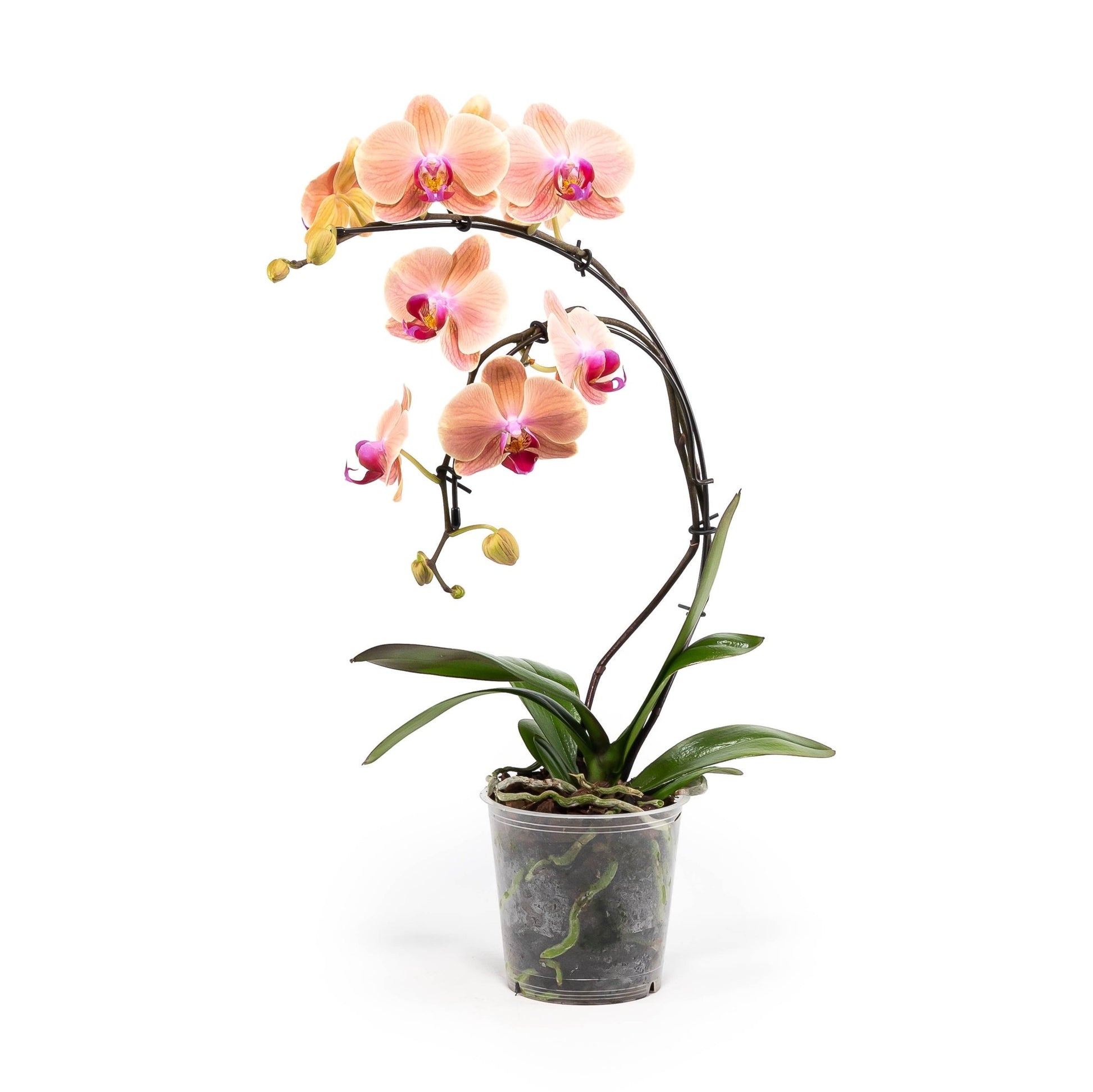 Phalaenopsis 12cm Eclipse Mixed Colours - Orchid The Horti House