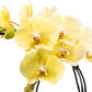 Phalaenopsis 12cm Eclipse Mixed Colours - Orchid The Horti House