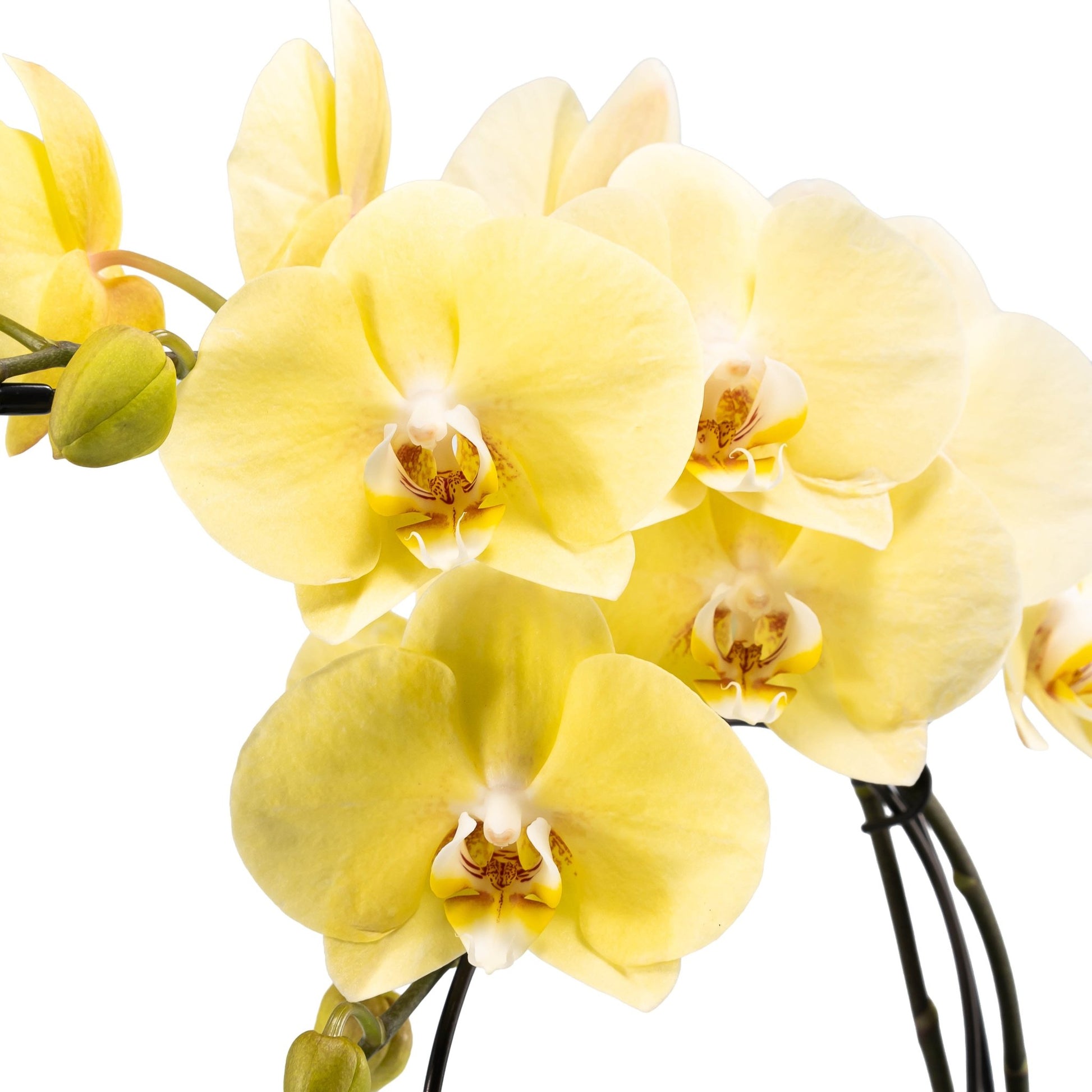 Phalaenopsis 12cm Eclipse Mixed Colours - Orchid The Horti House