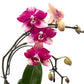 Phalaenopsis 12cm Eclipse Mixed Colours - Orchid The Horti House