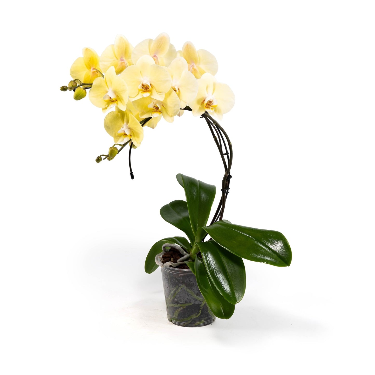 Phalaenopsis 12cm Eclipse Mixed Colours - Orchid The Horti House