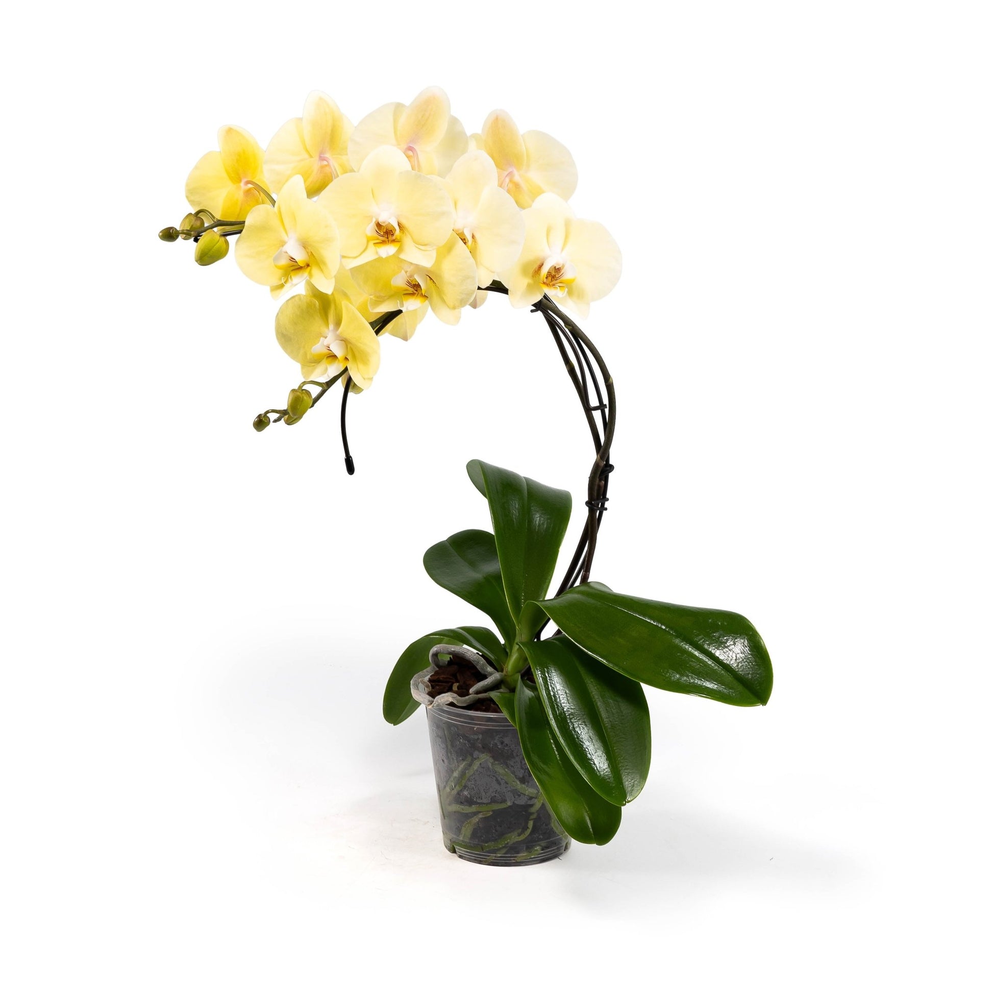 Phalaenopsis 12cm Eclipse Mixed Colours - Orchid The Horti House