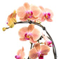 Phalaenopsis 12cm Eclipse Mixed Colours - Orchid The Horti House